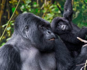 3 Days Volcanoes Gorilla Trekking Safari