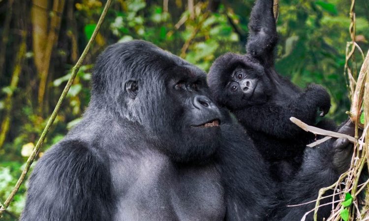 The Mountain Gorilla Project In Rwanda