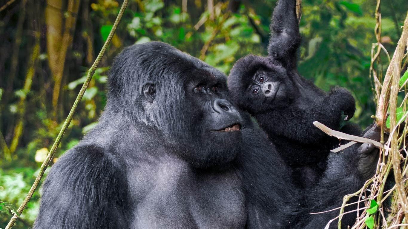 3 Days Volcanoes Gorilla Trekking Safari