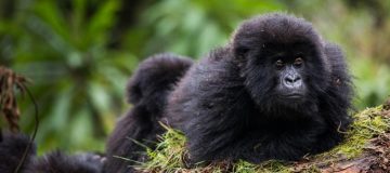 4 Days Rwanda Double Gorilla Trekking tour