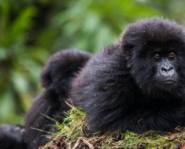 4 Days Rwanda Double Gorilla Trekking tour