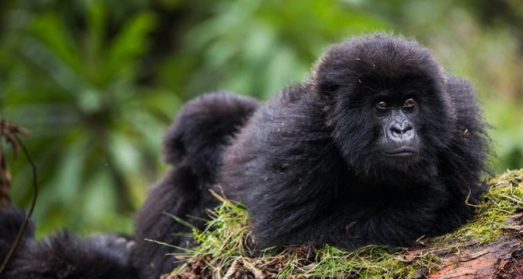 4 Days Rwanda Double Gorilla Trekking tour