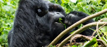 4 Days Rwanda Gorilla Trekking & Nyiragongo Hike