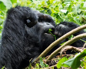 4 Days Rwanda Gorilla Trekking & Nyiragongo Hike