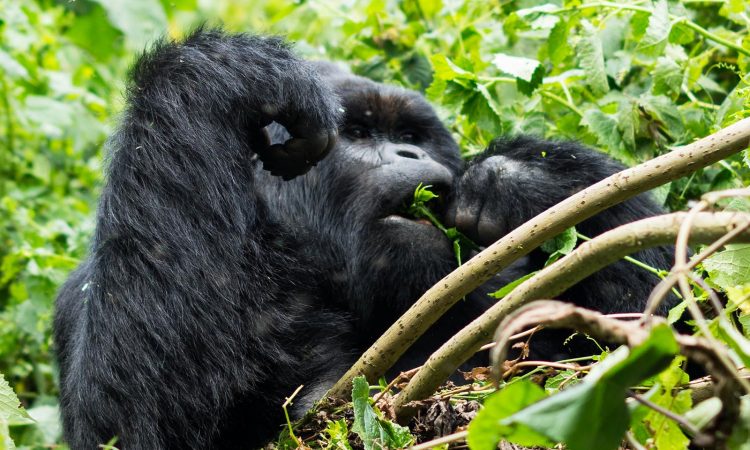 4 Days Rwanda Gorilla Trekking & Nyiragongo Hike
