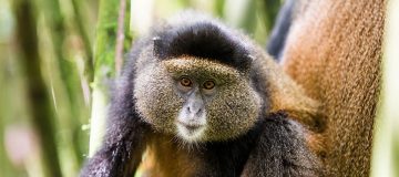 5 Days Rwanda Primates Safari