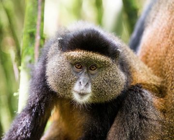 5 Days Rwanda Primates Safari (Gorillas & Golden Monkeys)