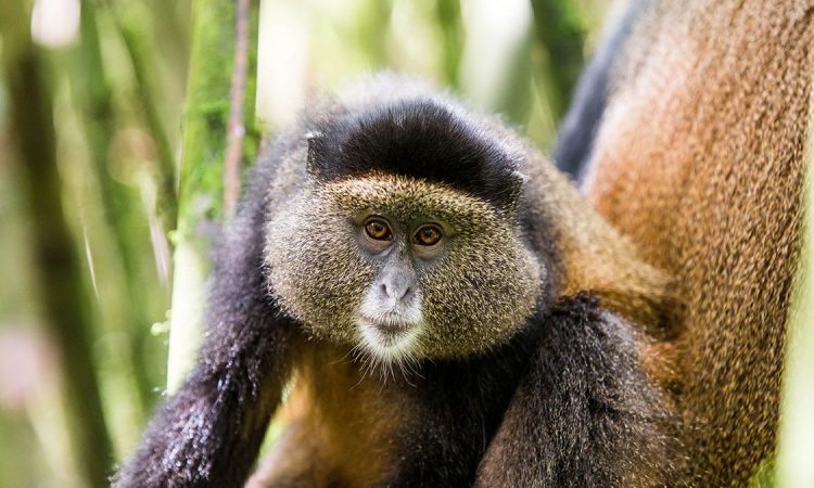 5 Days Rwanda Primates Safari