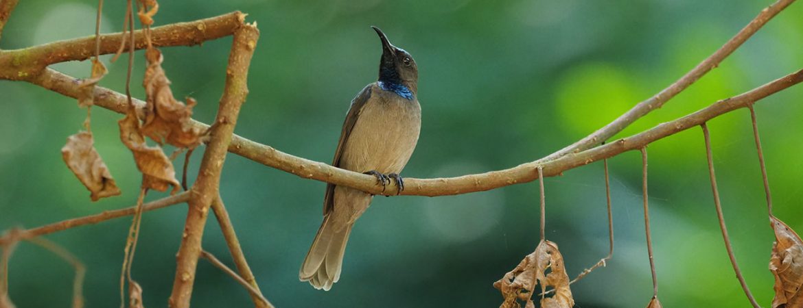 Rwanda Birding Tours