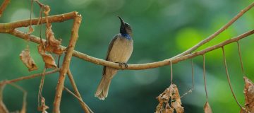 Top birding sites in Rwanda