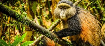 9 Days Kenya, Rwanda and Uganda Combined Safari