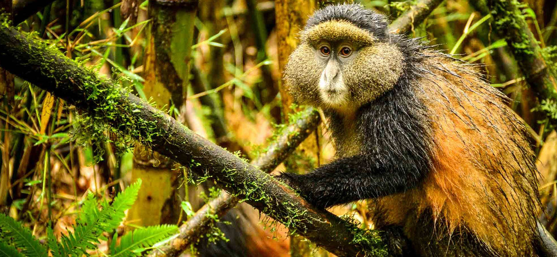 Golden monkey trekking in Uganda