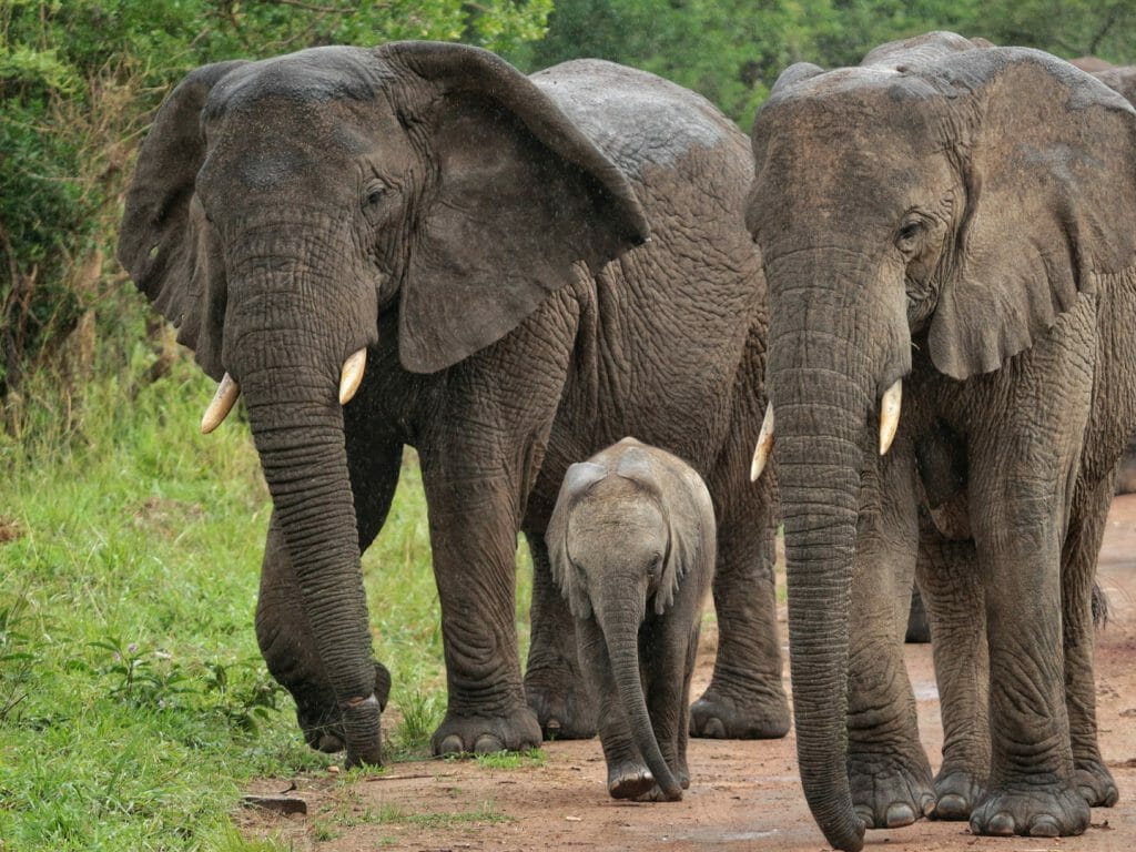 Rwanda's Most Endangered Mammals