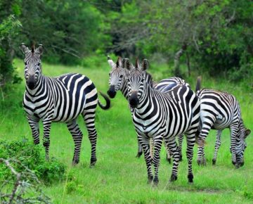 3 Days Lake Mburo Wildlife Safari during COVID-19