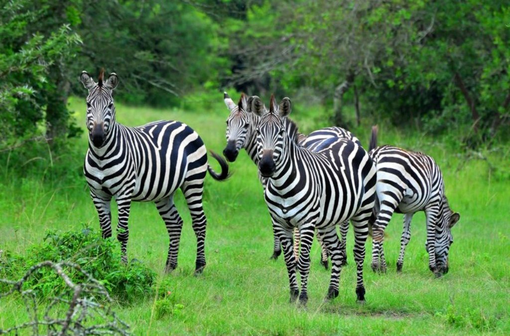 4 Days Lake Mburo & Queen Elizabeth Wildlife Safari