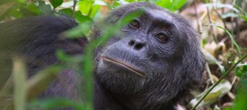 3 Days Uganda Chimpanzee safari during COVID-19