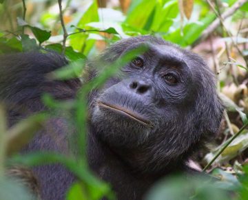 3 Days Uganda Chimpanzee safari during COVID-19