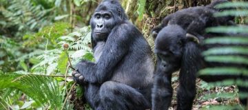 4 Days Uganda Gorilla Trekking during COVID-19