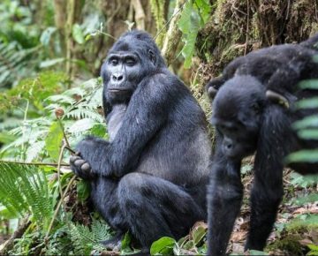 4 Days Uganda Gorilla Trekking during COVID-19