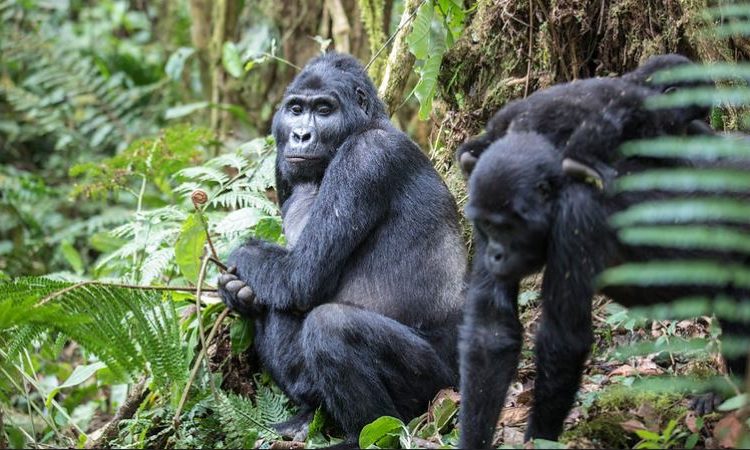 4 Days Uganda Gorilla Trekking during COVID-19