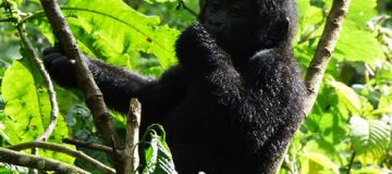 6 Days Queen Elizabeth & Bwindi Adventure