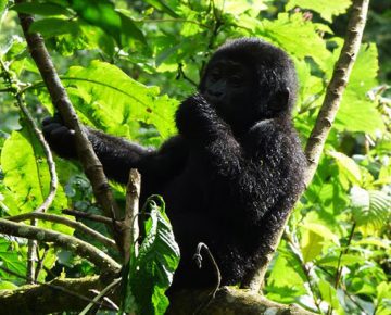 6 Days Queen Elizabeth & Bwindi Adventure