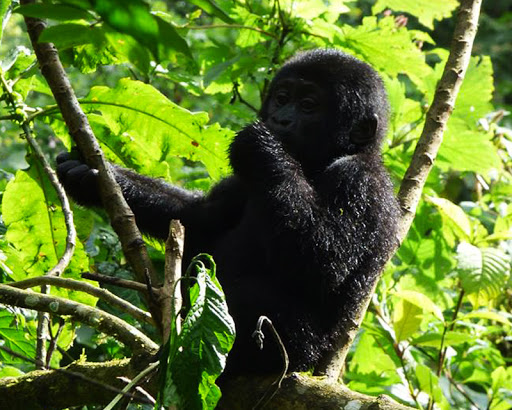 6 Days Queen Elizabeth & Bwindi Adventure