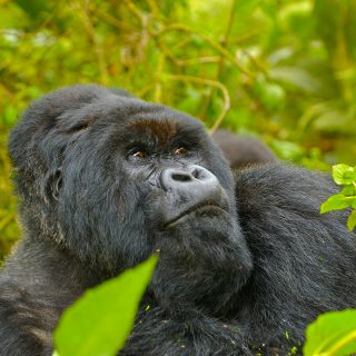 7 Days Rwanda Wildlife & Primates Safaris