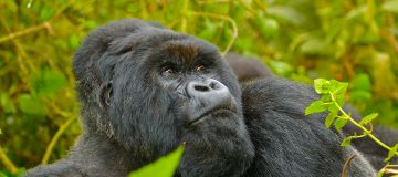 7 Days Rwanda Wildlife & Primates Safaris