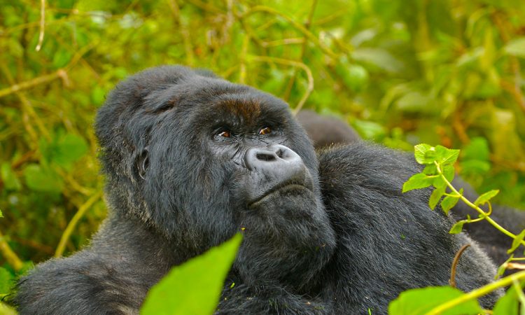 7 Days Rwanda Wildlife & Primates Safaris