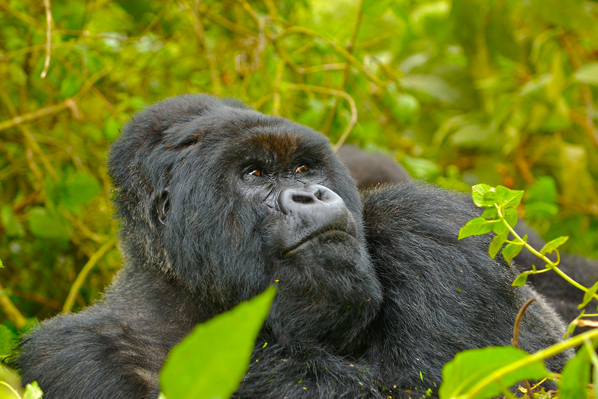 Rwanda gorilla permits prices