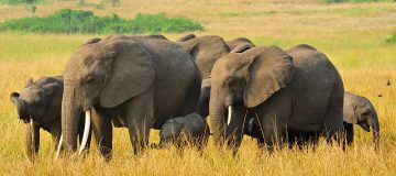 Wildlife Safaris in Uganda