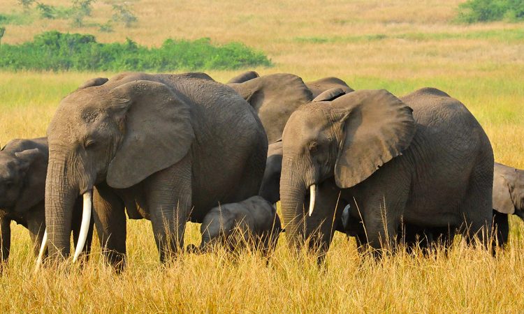 Wildlife Safaris in Uganda