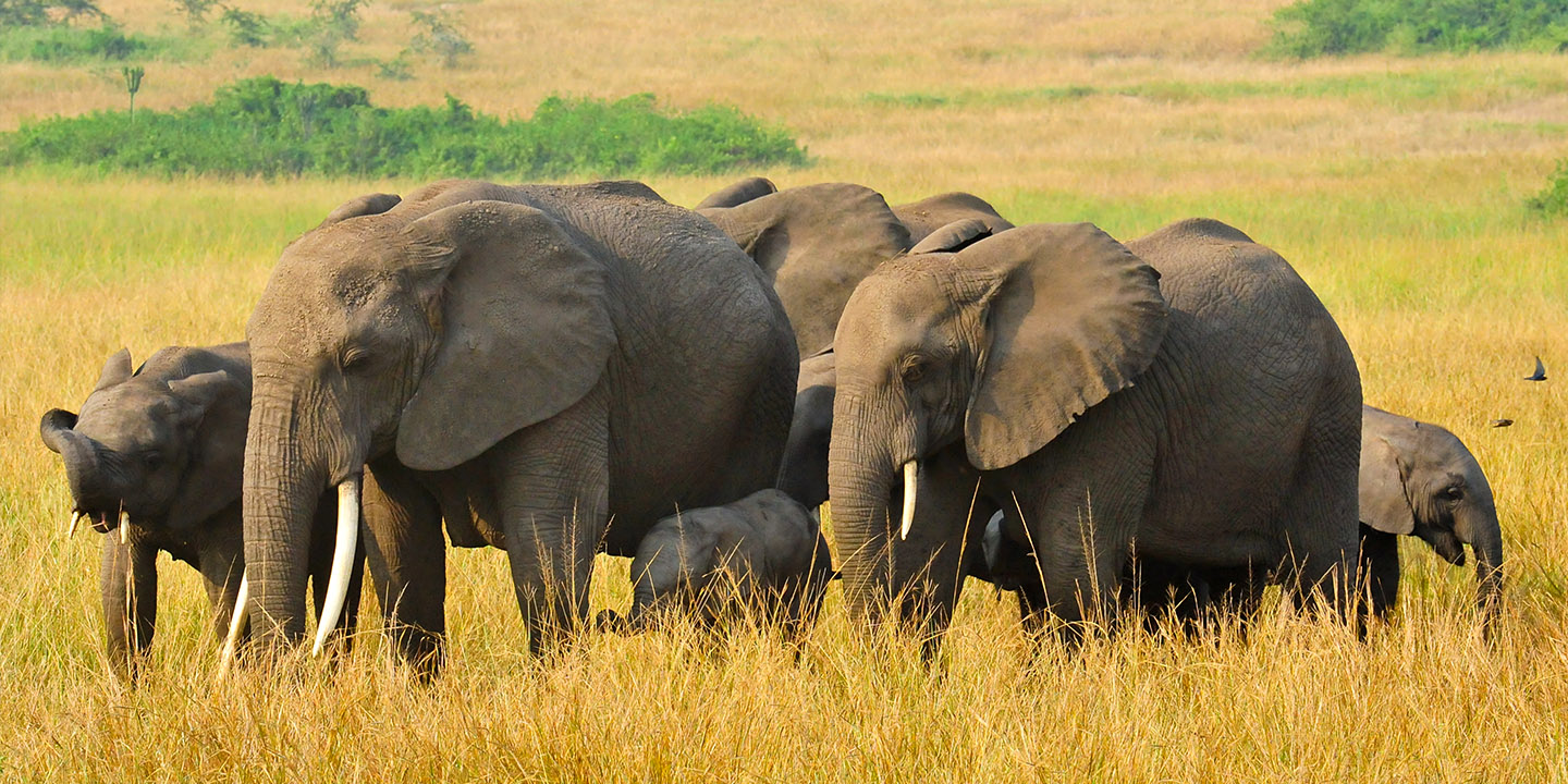 Wildlife Safaris in Uganda 2022