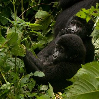 3 Days Uganda Gorilla Trekking from Kigali during COVID-19