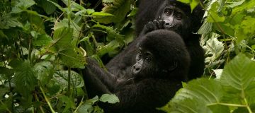 3 Days Uganda Gorilla Trekking from Kigali during COVID-19