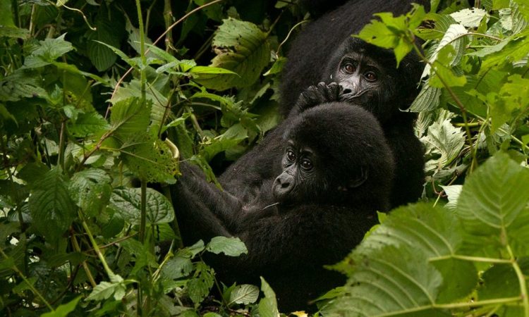 3 Days Uganda Gorilla Trekking from Kigali during COVID-19