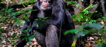 Chimpanzee Trekking in Uganda during COVID-19