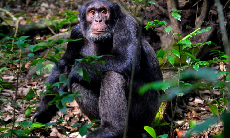 Chimpanzee Trekking in Uganda during COVID-19