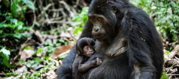 Best places to visit the gorillas in Africa