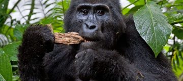 Chimpanzee Trekking in Rwanda during COVI-19