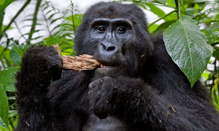 Chimpanzee Trekking in Rwanda during COVI-19