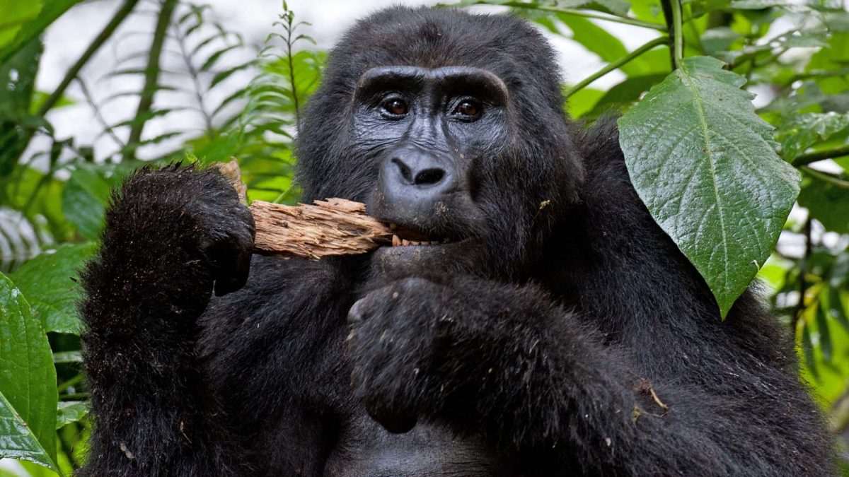 How to Access Gorillas in Rwanda