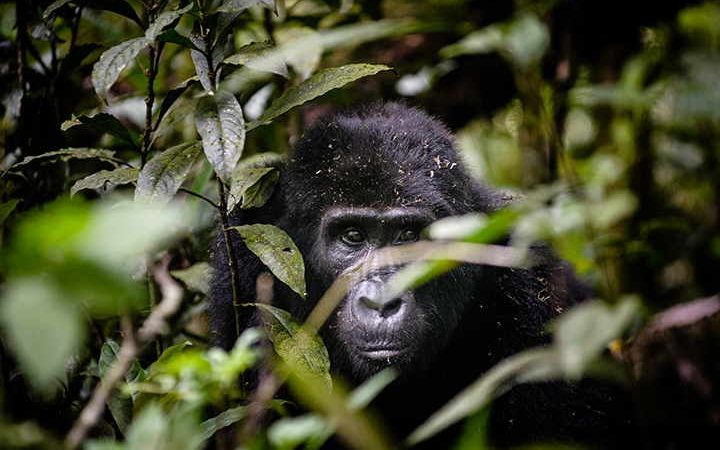 GORILLA TREKKING IN AFRICA DURING COVID-19