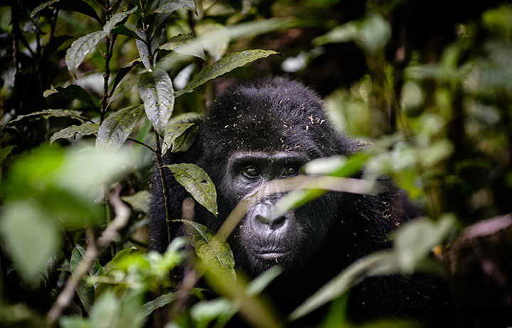 GORILLA TREKKING IN AFRICA DURING COVID-19