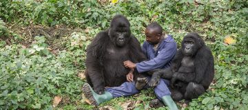 Gorilla Habituation in Uganda During COVID-19