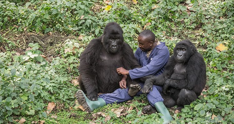 Gorilla Habituation in Uganda During COVID-19