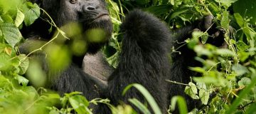 Gorilla Trekking Discounts in Uganda During COVID-19