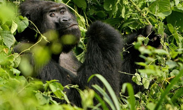 Gorilla Trekking Discounts in Uganda During COVID-19