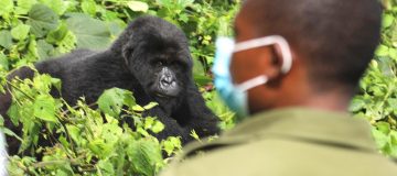 Gorilla Trekking in Uganda during COVID-19